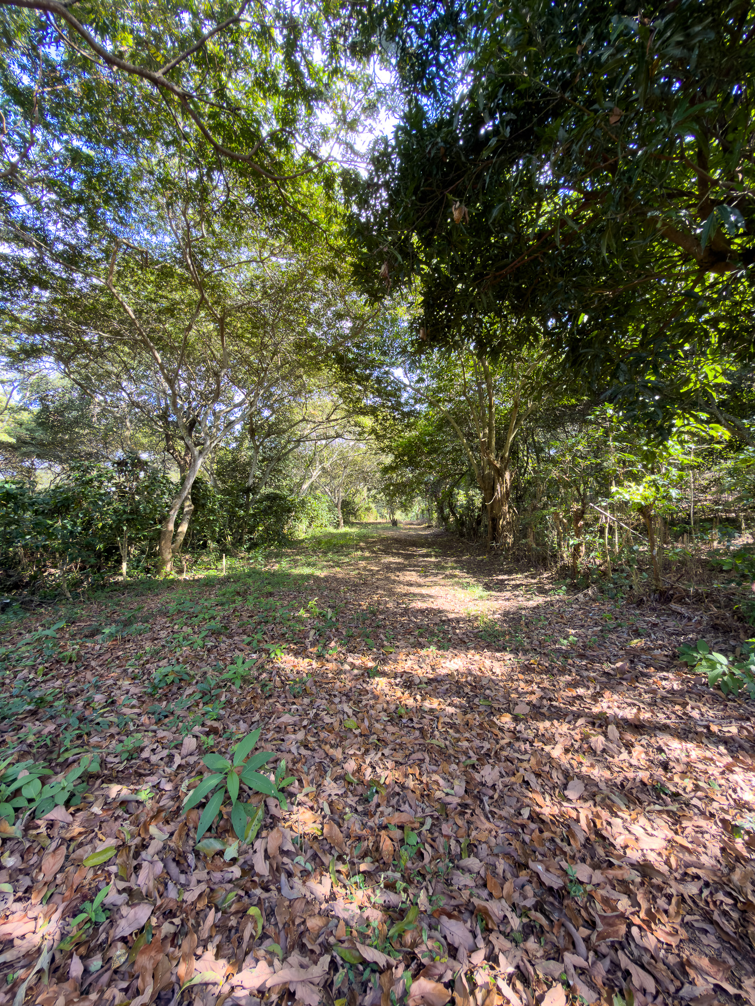 TERRENOS EN QUINTAS ECOLÓGICAS SAN PEDRO, CARRETERA A LOS NARANJOS