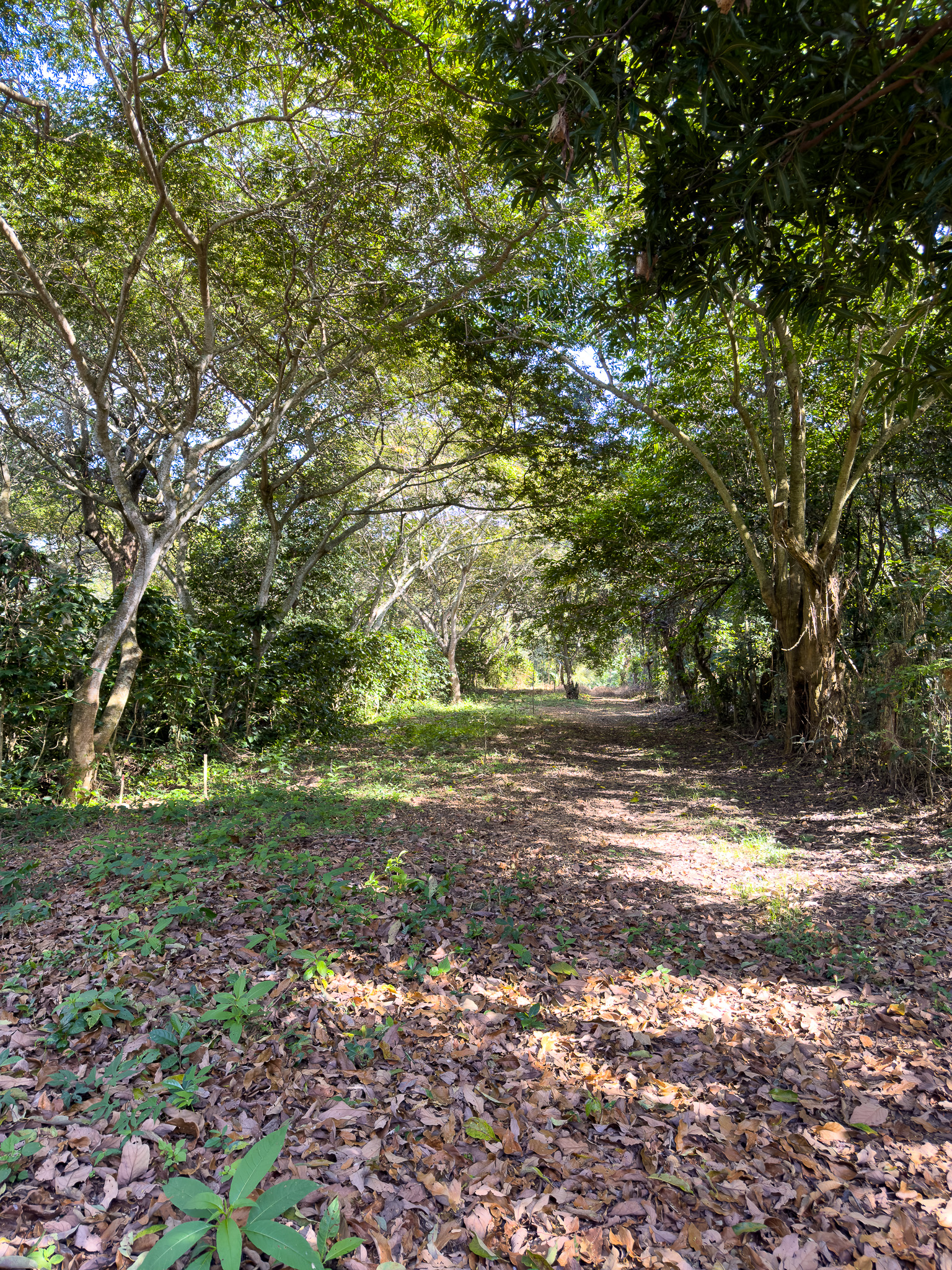 TERRENOS EN QUINTAS ECOLÓGICAS SAN PEDRO, CARRETERA A LOS NARANJOS