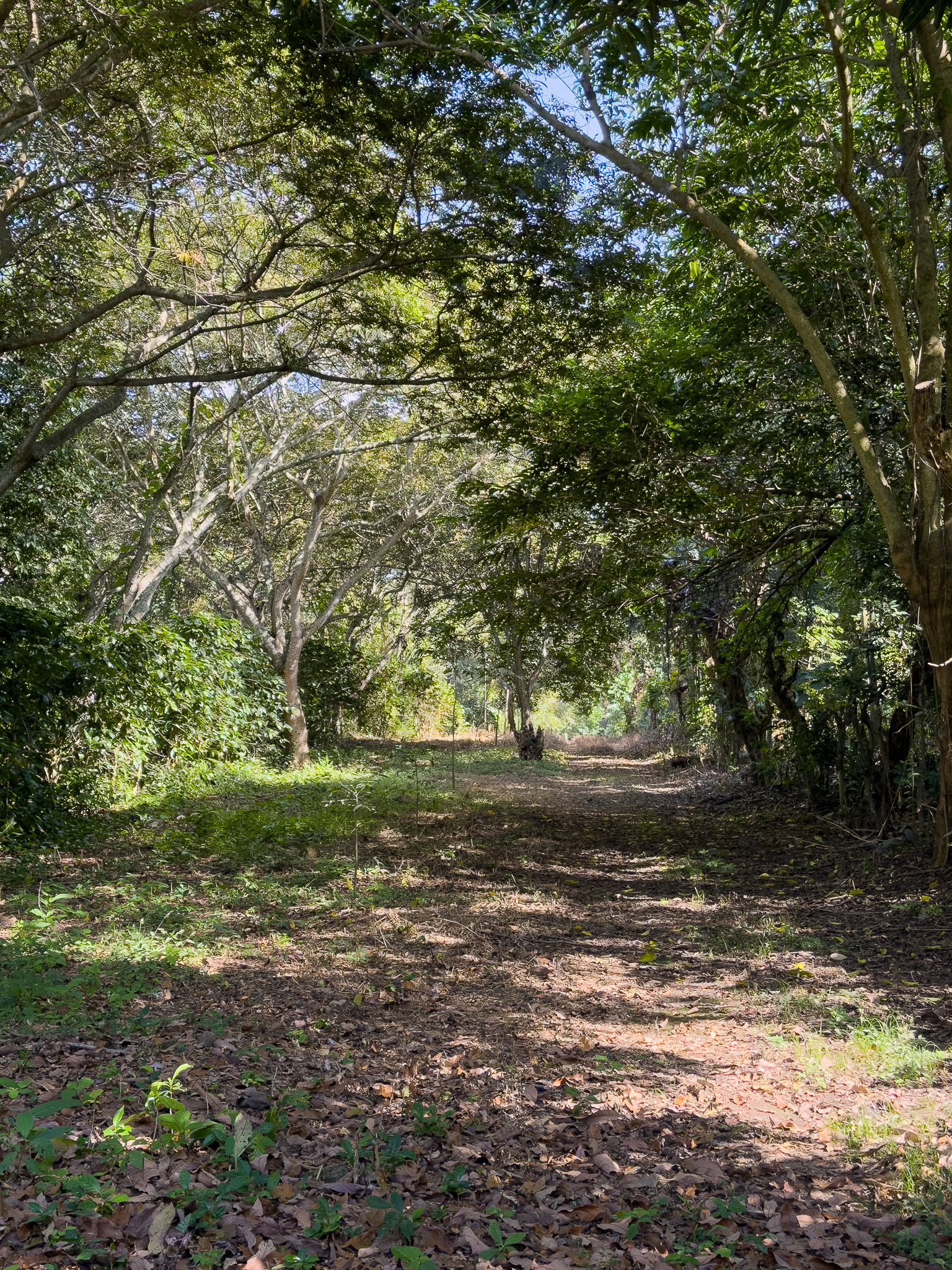 TERRENOS EN QUINTAS ECOLÓGICAS SAN PEDRO, CARRETERA A LOS NARANJOS