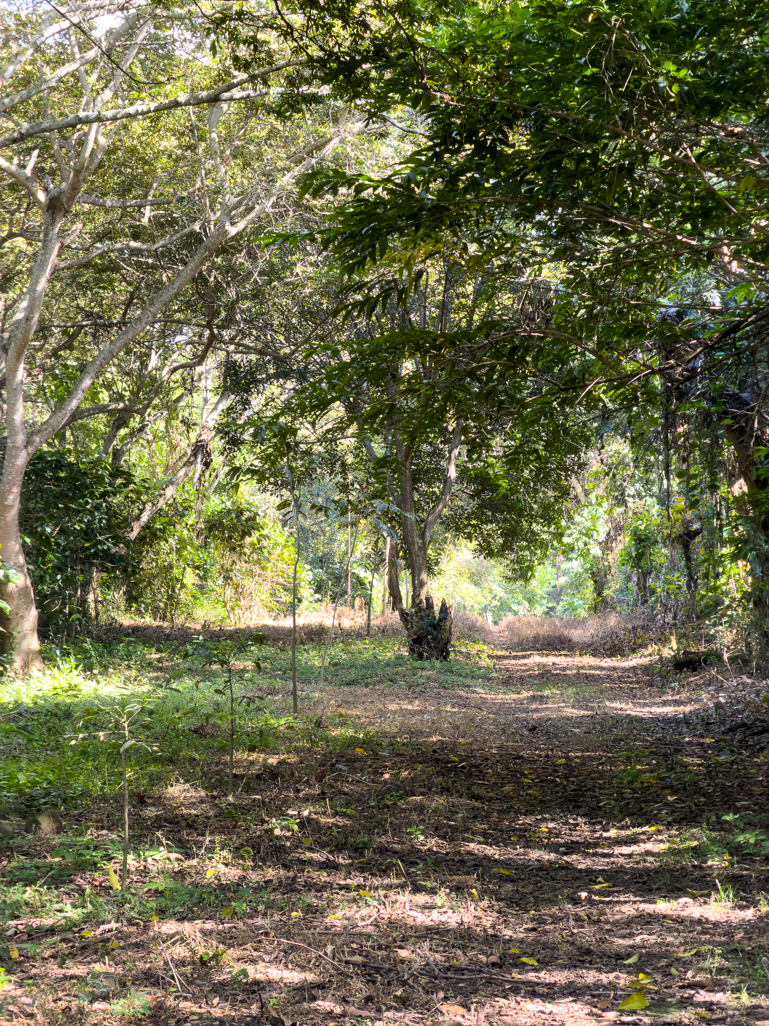 TERRENOS EN QUINTAS ECOLÓGICAS SAN PEDRO, CARRETERA A LOS NARANJOS