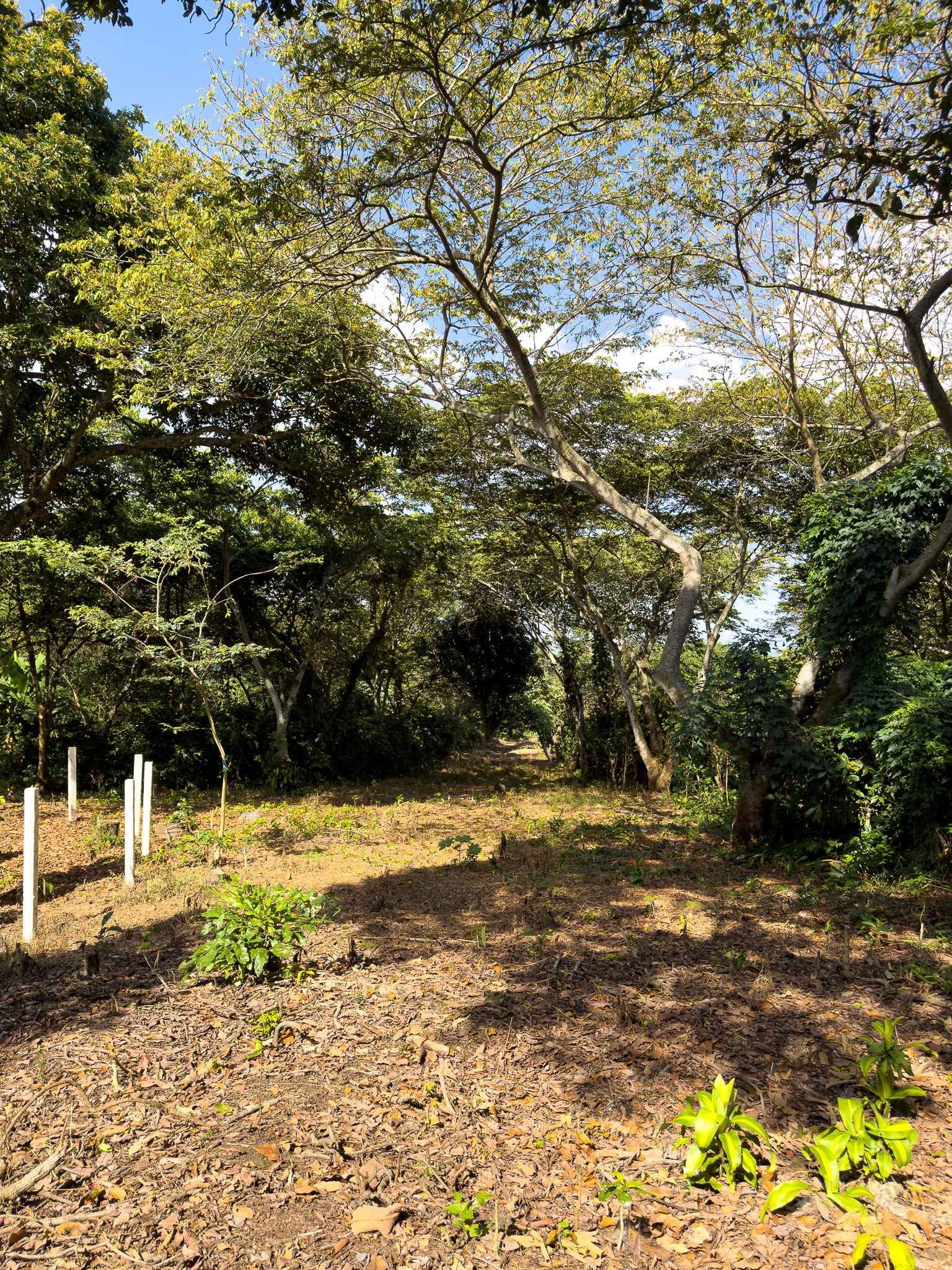TERRENOS EN QUINTAS ECOLÓGICAS SAN PEDRO, CARRETERA A LOS NARANJOS