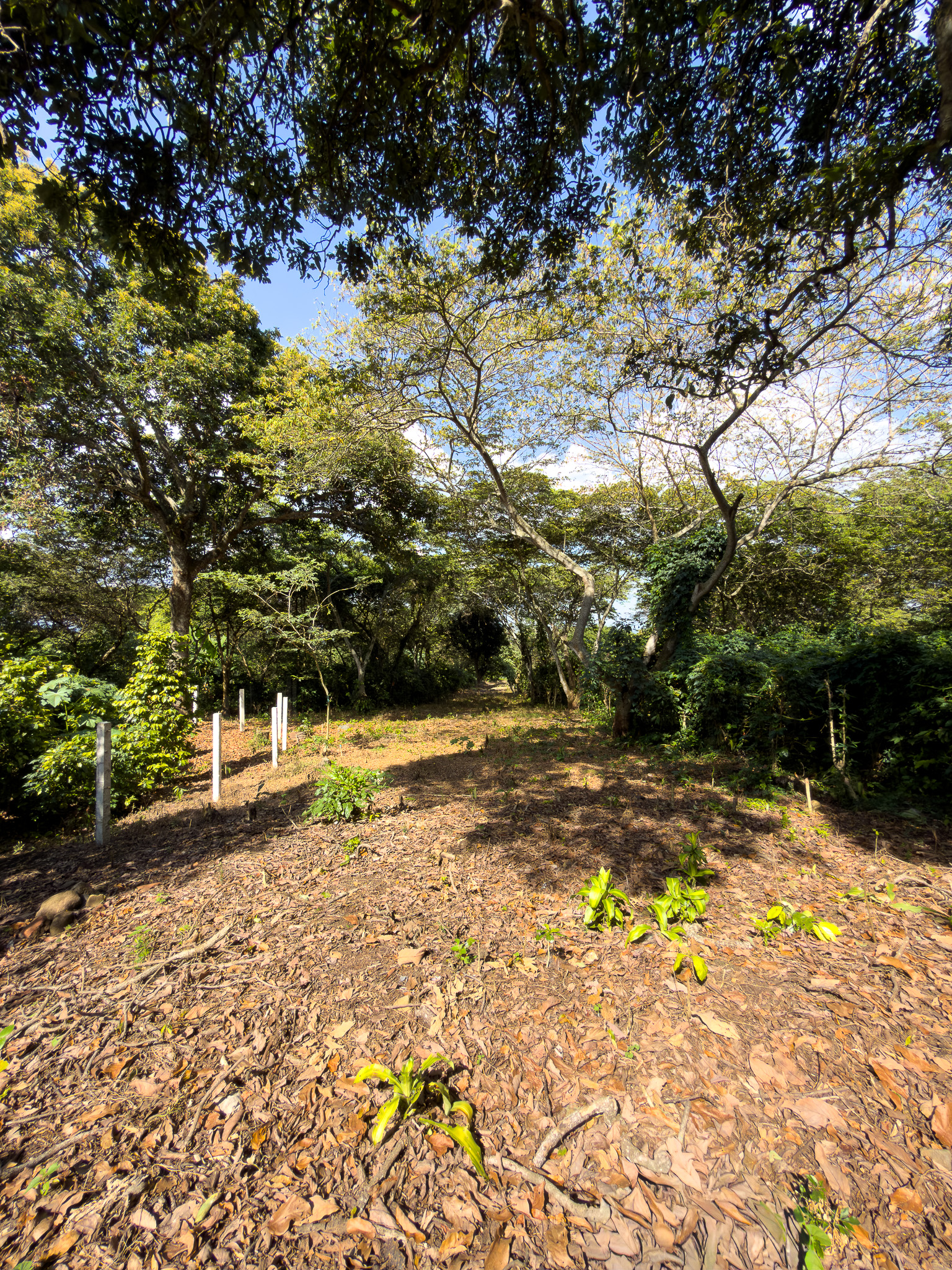 TERRENOS EN QUINTAS ECOLÓGICAS SAN PEDRO, CARRETERA A LOS NARANJOS