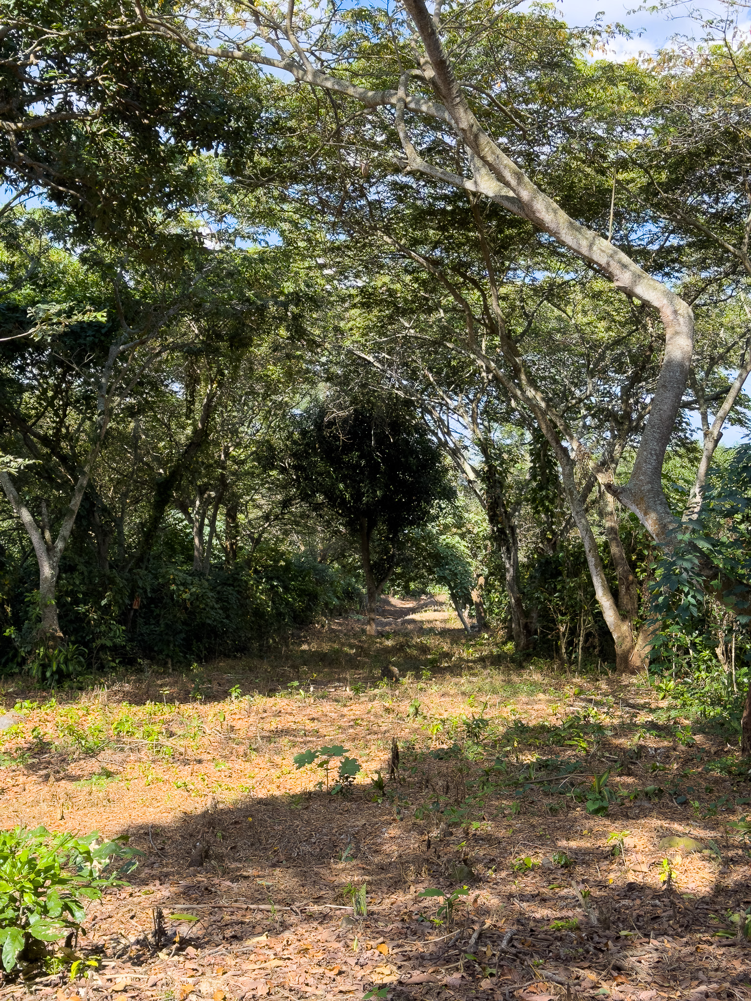 TERRENOS EN QUINTAS ECOLÓGICAS SAN PEDRO, CARRETERA A LOS NARANJOS
