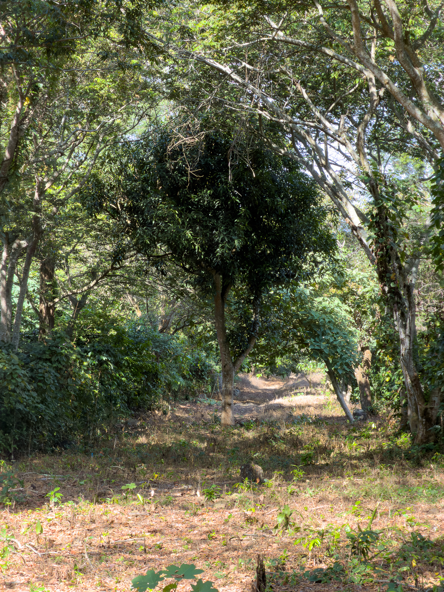 TERRENOS EN QUINTAS ECOLÓGICAS SAN PEDRO, CARRETERA A LOS NARANJOS