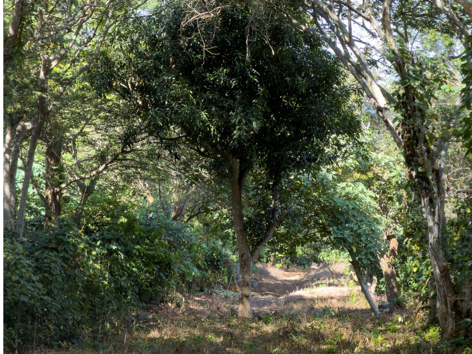 DT706-17 TERRENOS EN QUINTAS ECOLÓGICAS SAN PEDRO, CARRETERA A LOS NARANJOS