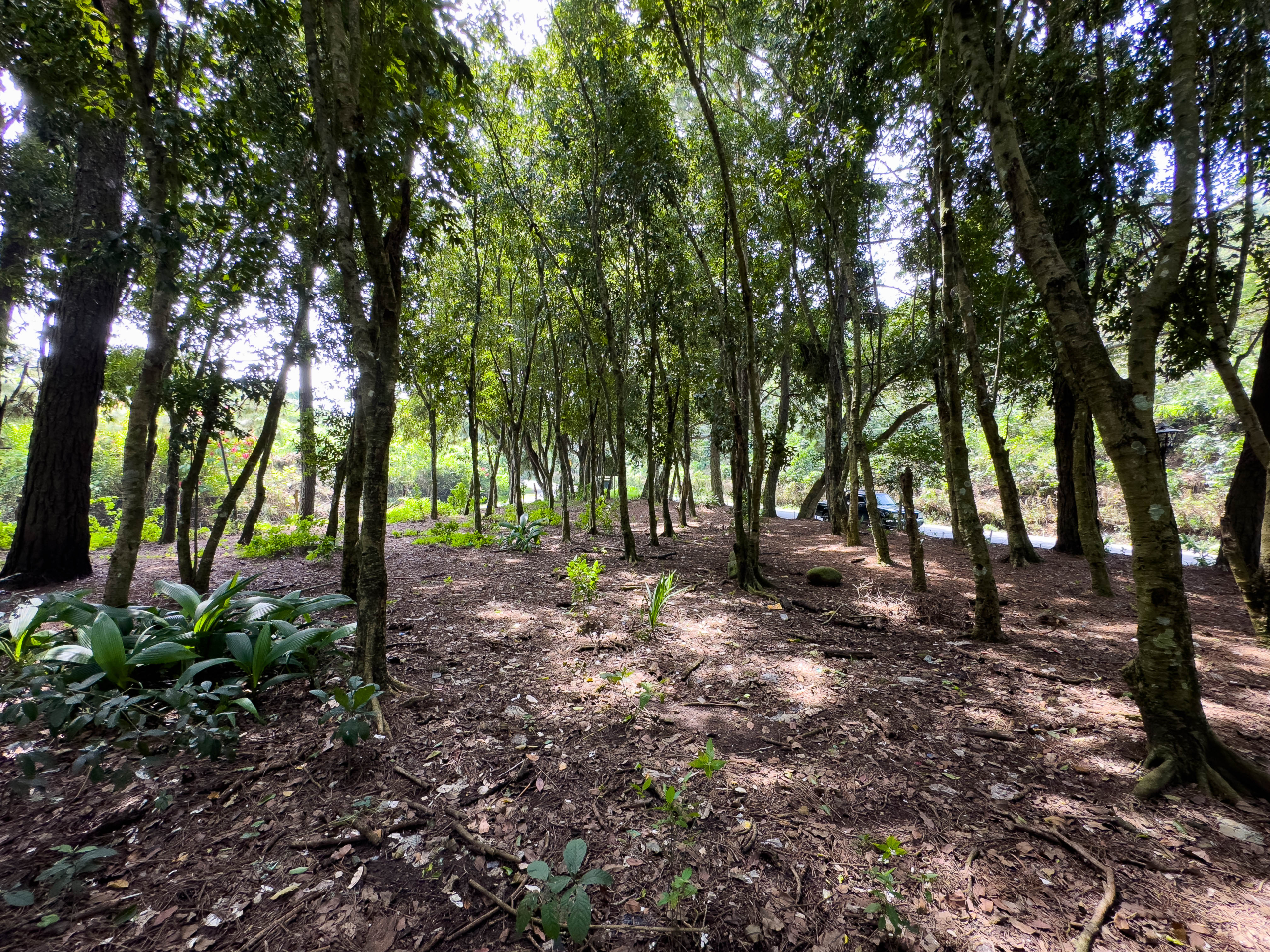TERRENO COMERCIAL EN ATACO, AHUACHAPÁN
