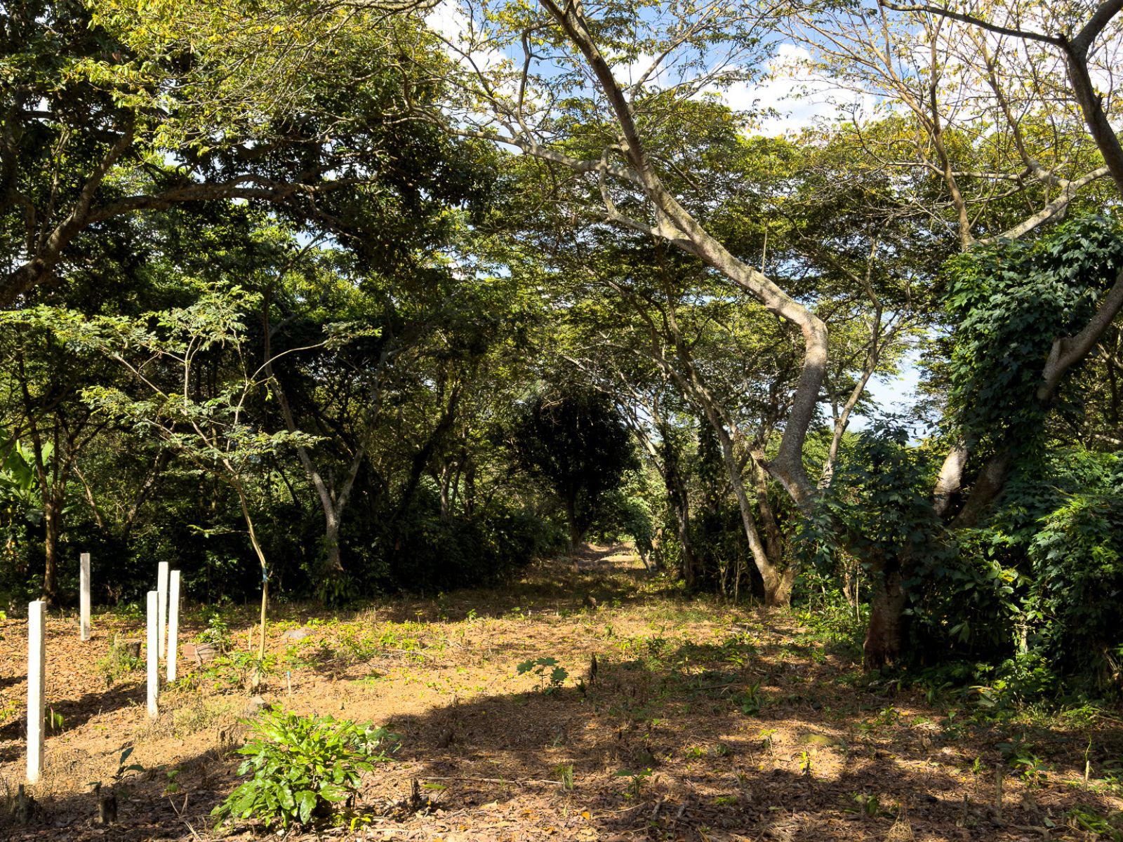 DT706-15 TERRENOS EN QUINTAS ECOLÓGICAS SAN PEDRO, CARRETERA A LOS NARANJOS