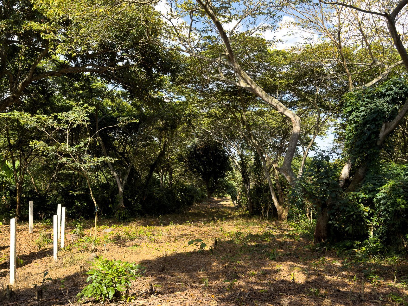 DT706-15 TERRENOS EN QUINTAS ECOLÓGICAS SAN PEDRO, CARRETERA A LOS NARANJOS