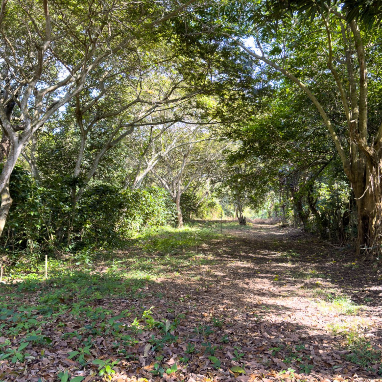 780