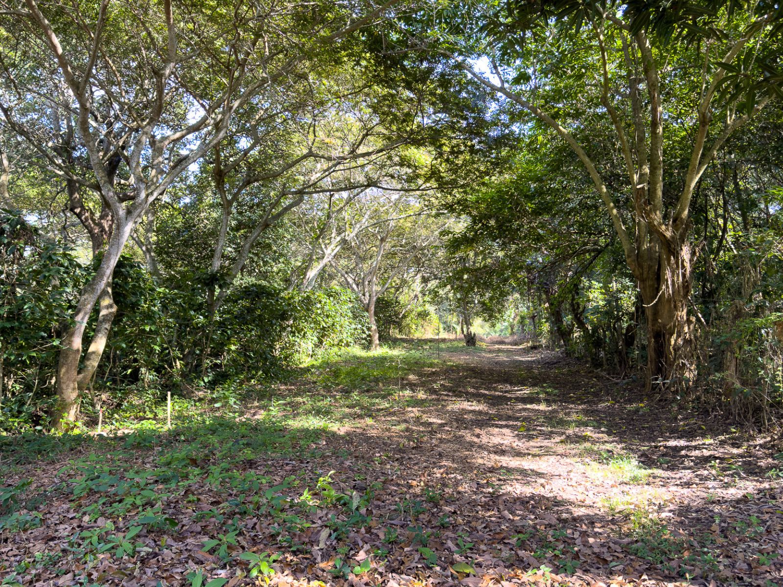 DT706-11 TERRENOS EN QUINTAS ECOLÓGICAS SAN PEDRO, CARRETERA A LOS NARANJOS