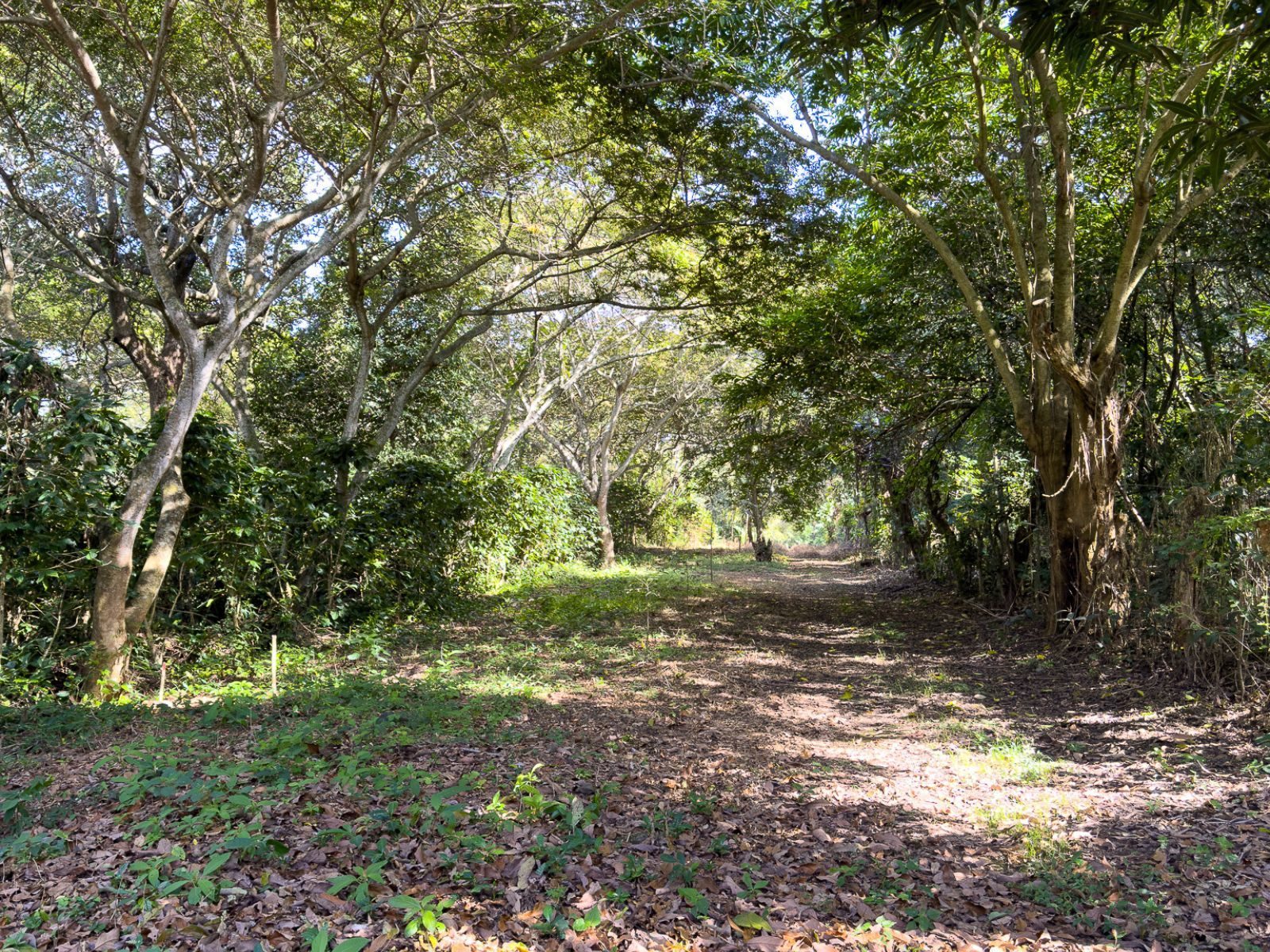 DT706-11 TERRENOS EN QUINTAS ECOLÓGICAS SAN PEDRO, CARRETERA A LOS NARANJOS
