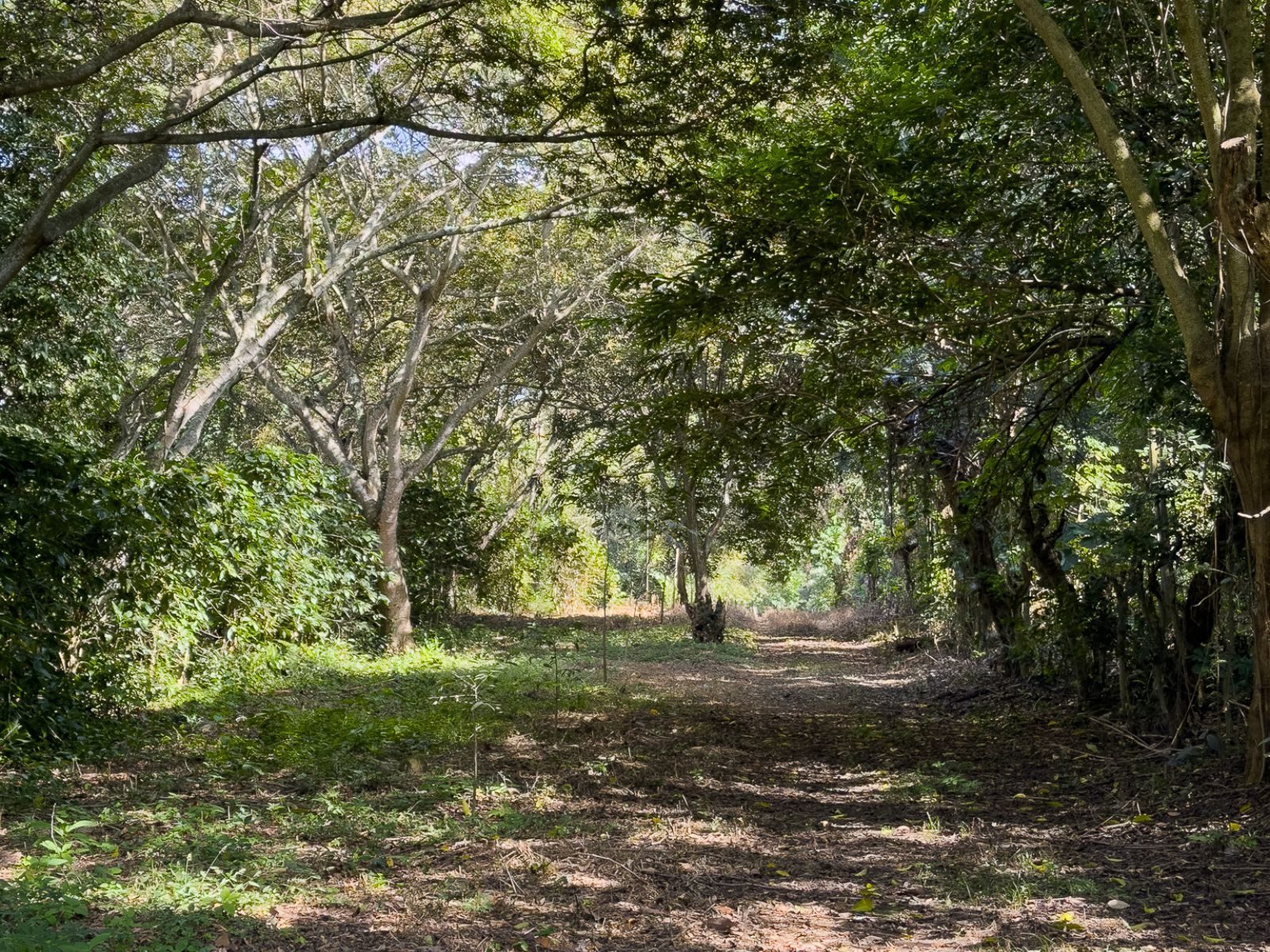 DT706-12 TERRENOS EN QUINTAS ECOLÓGICAS SAN PEDRO, CARRETERA A LOS NARANJOS