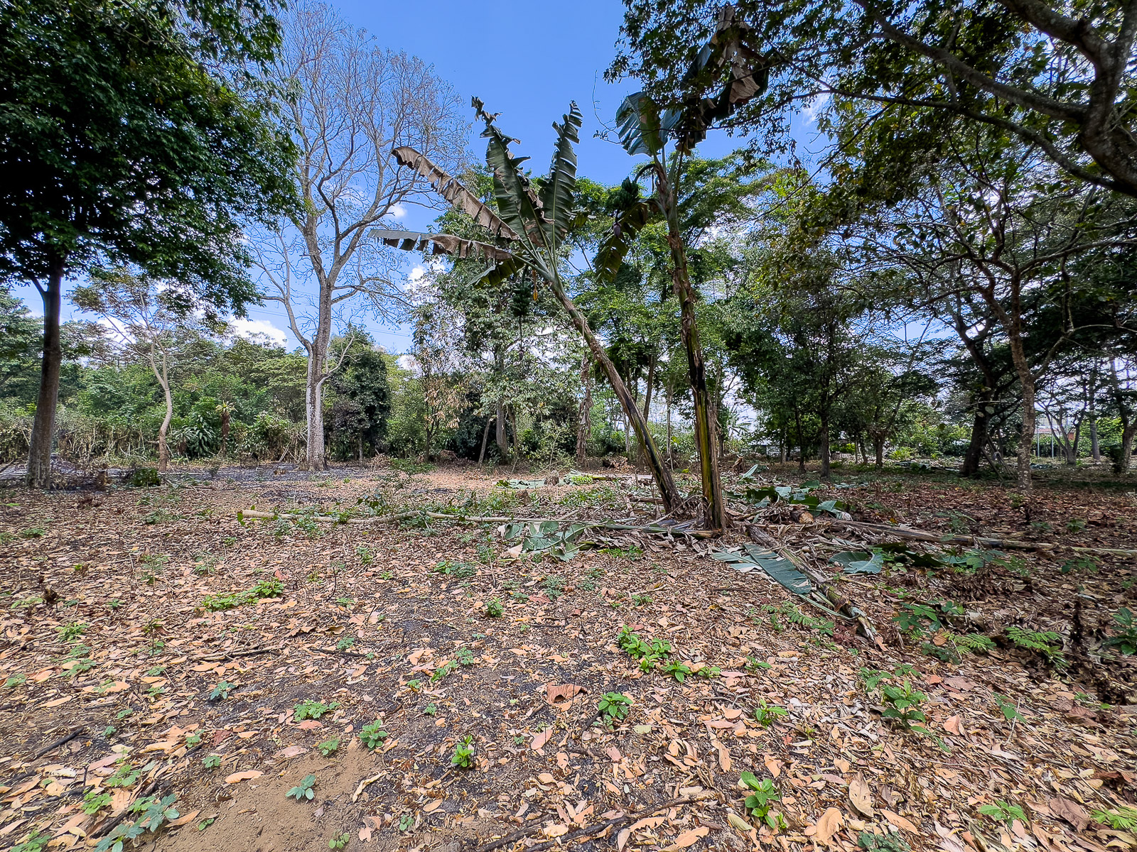 DAT795-15 TERRENO EN SANTA ANA, CON ALTA EXPOSICIÓN COMERCIAL